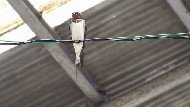 ツバメの巣作り調査隊日本野鳥の会滋賀