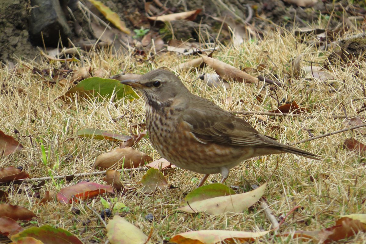 珍しい鳥に出会ったら 日本野鳥の会滋賀