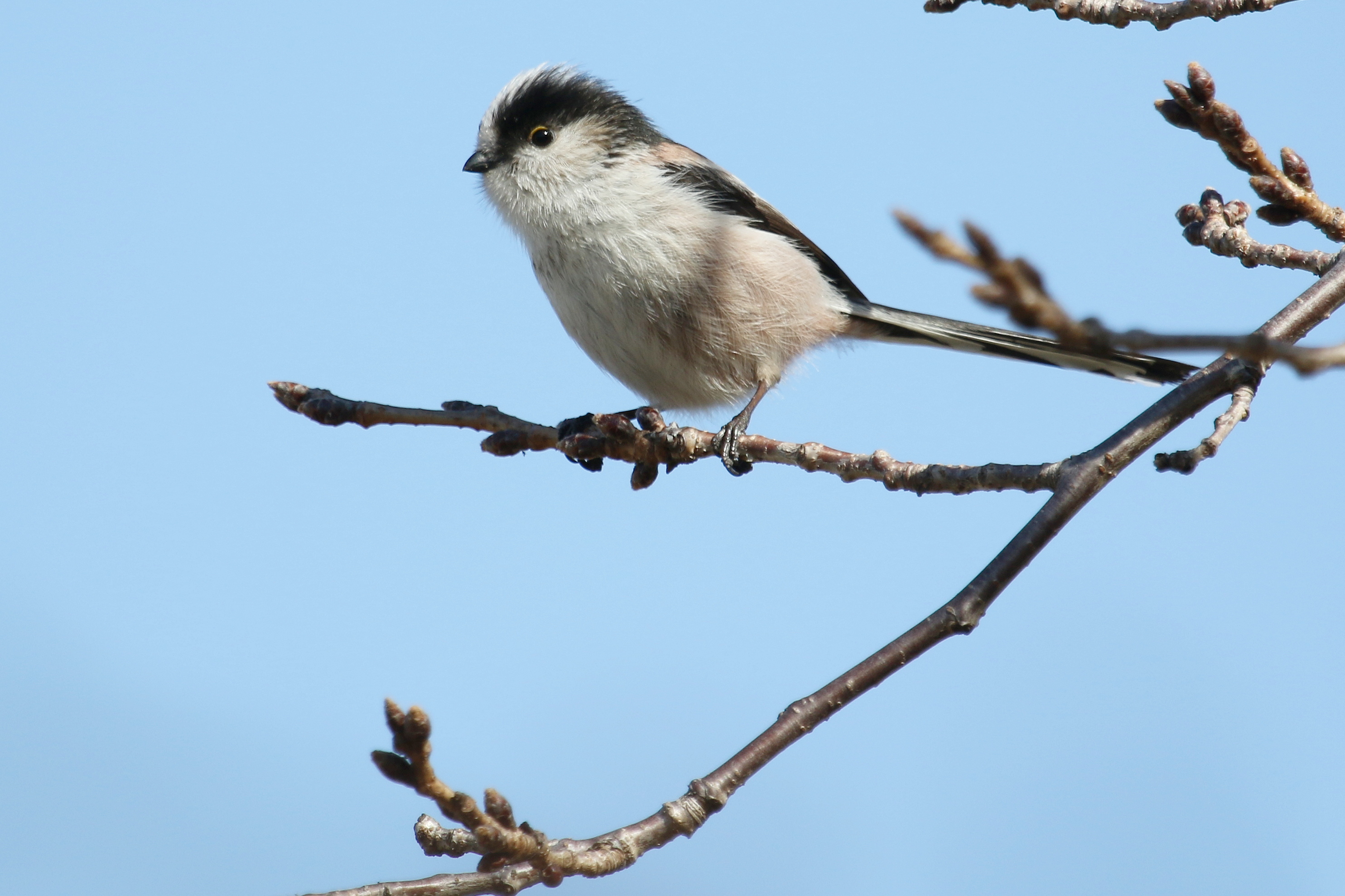 エナガ日本野鳥の会滋賀