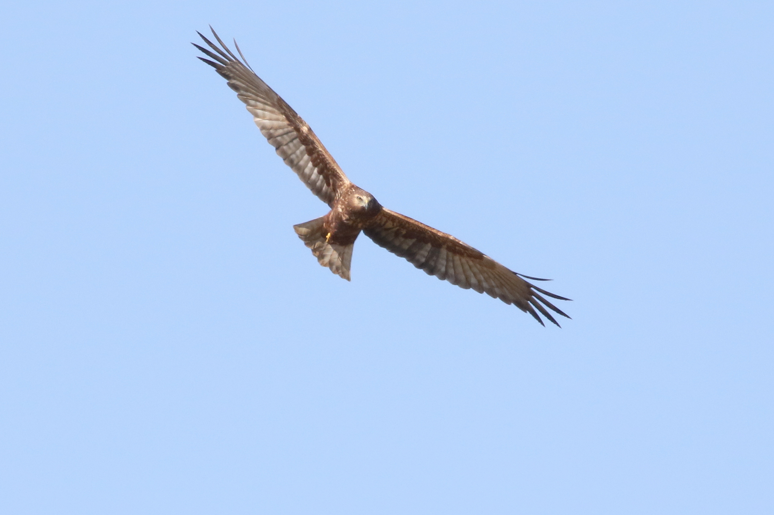 チュウヒ日本野鳥の会滋賀