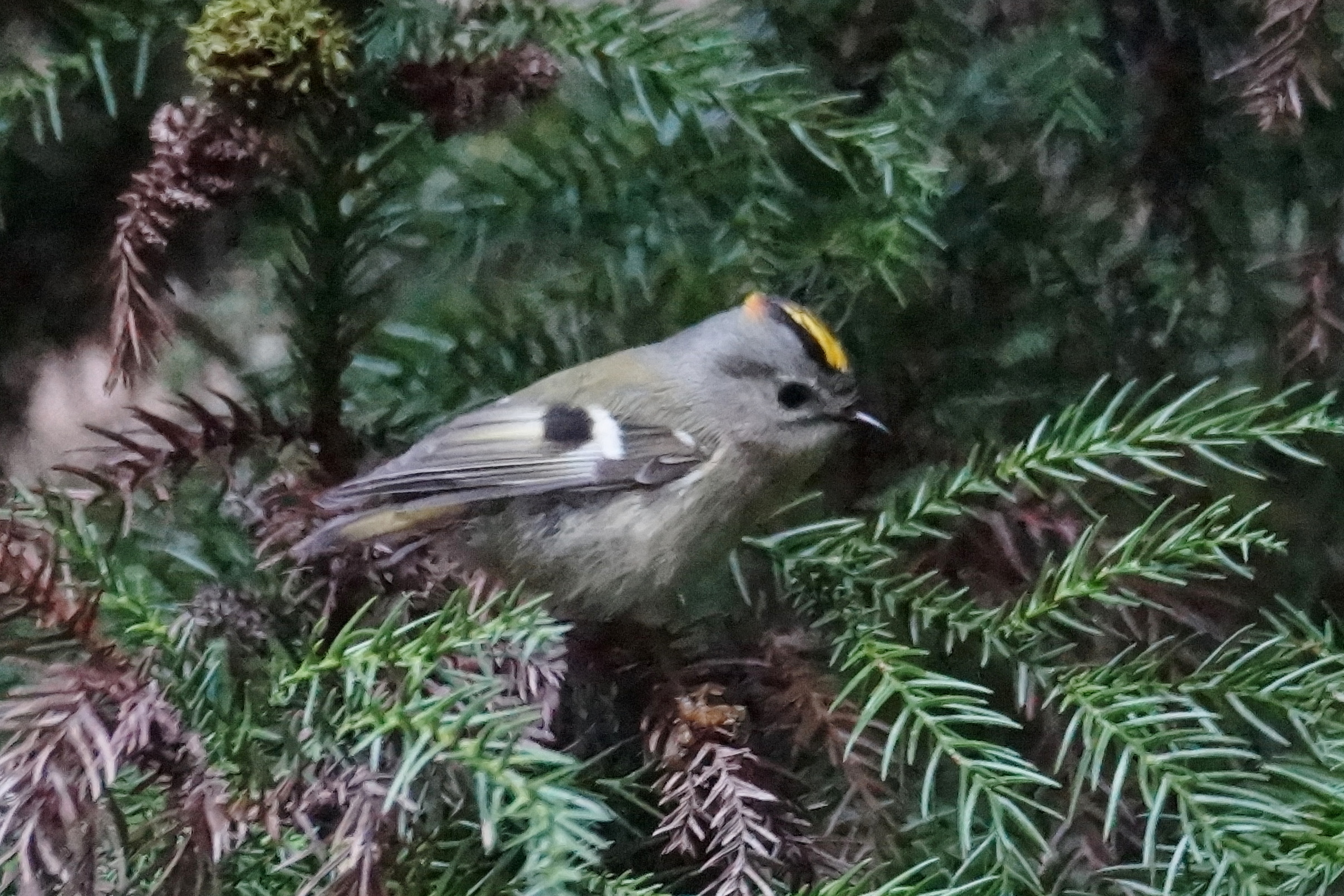 キクイタダキ日本野鳥の会滋賀