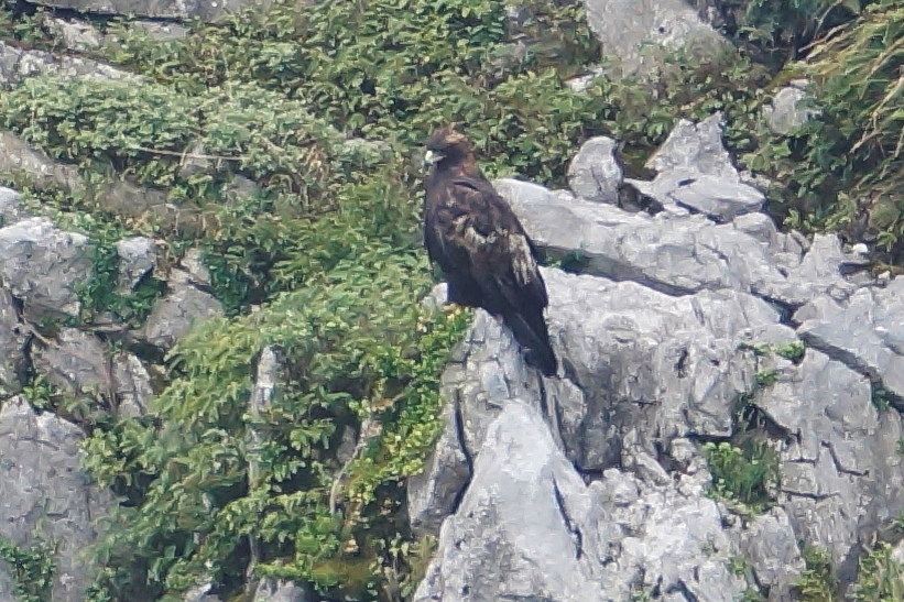 イヌワシ日本野鳥の会滋賀