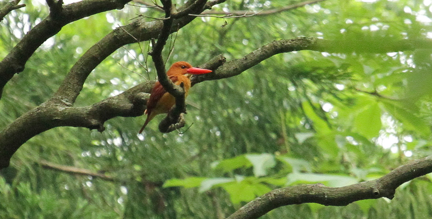 アカショウビン日本野鳥の会滋賀