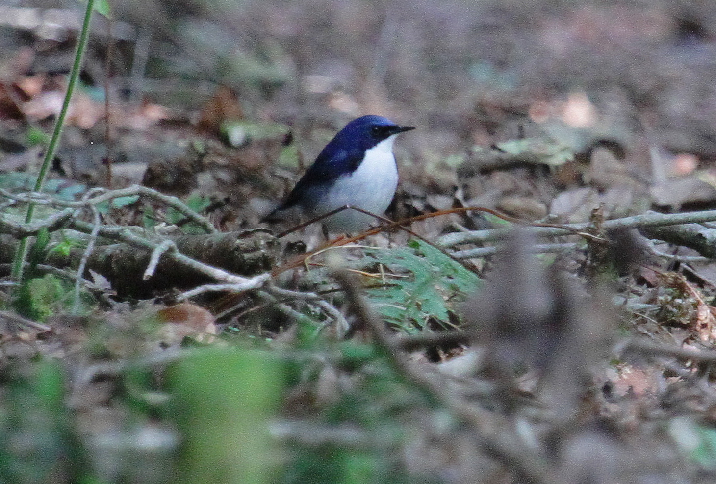 コルリ日本野鳥の会滋賀