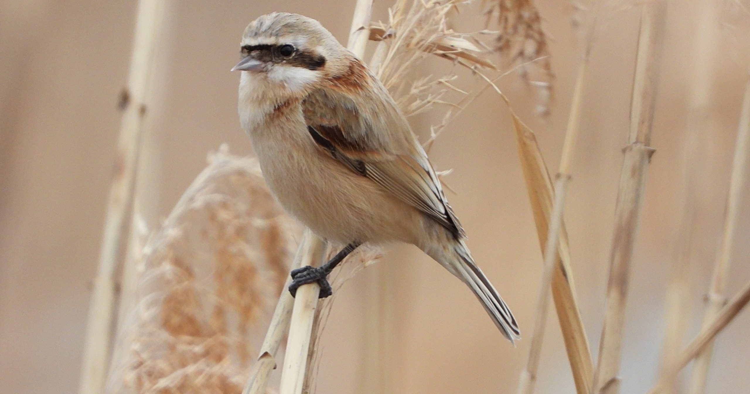 ツリスガラ日本野鳥の会滋賀