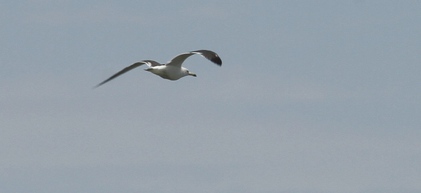 ウミネコ日本野鳥の会滋賀