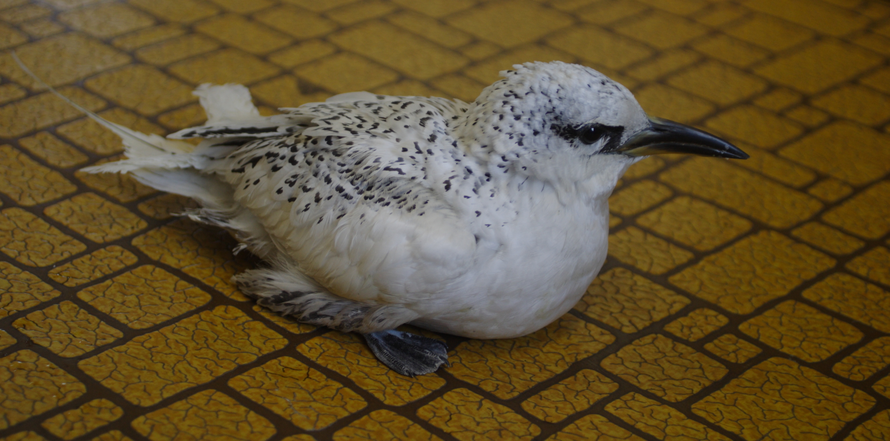 アカオネッタイチョウ日本野鳥の会滋賀